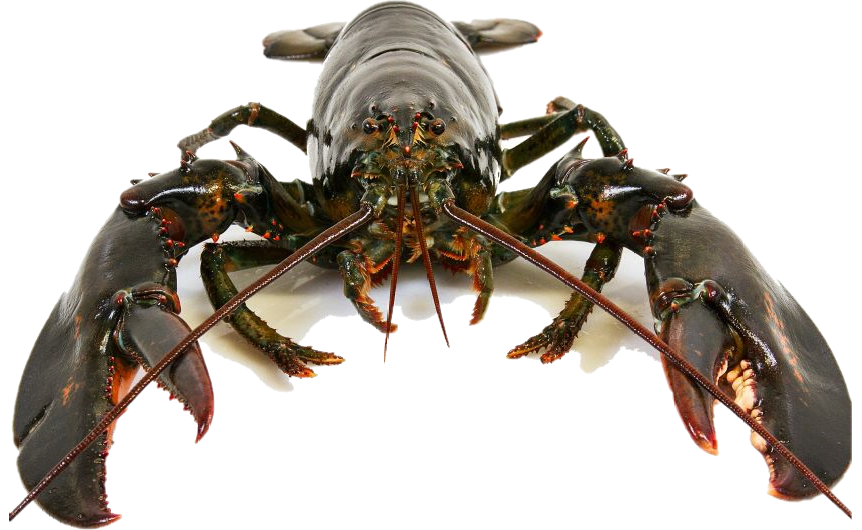 Canadian lobster1