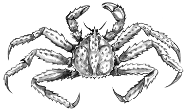 crab