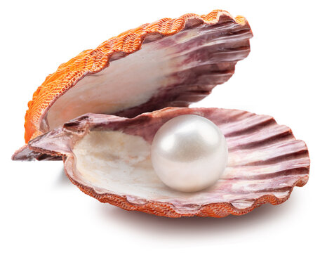 scallop-shells1