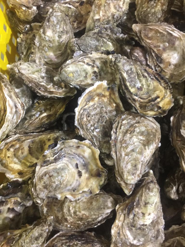 Oyster1