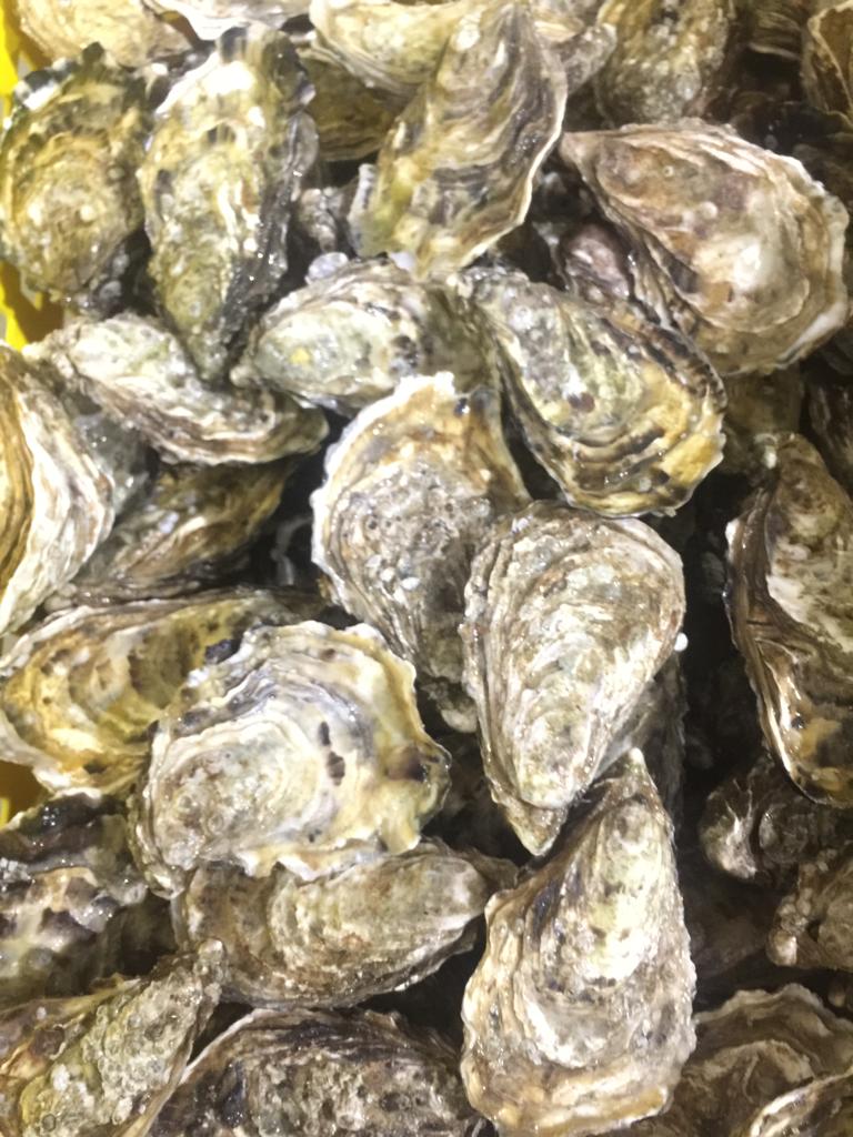 Oyster2