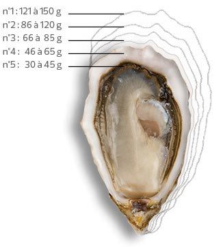 Oyster3