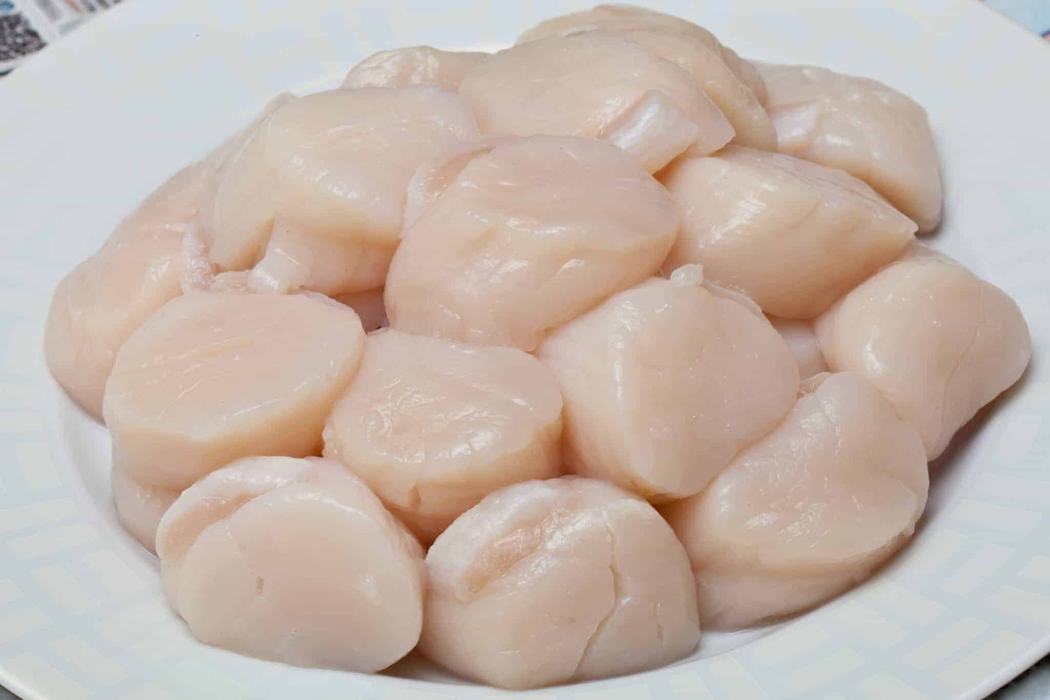 Scallops